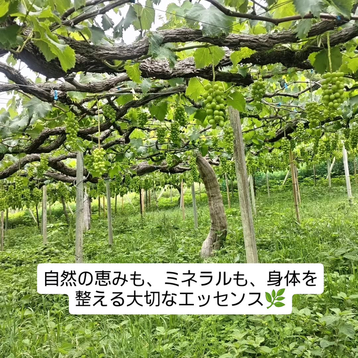 画像296